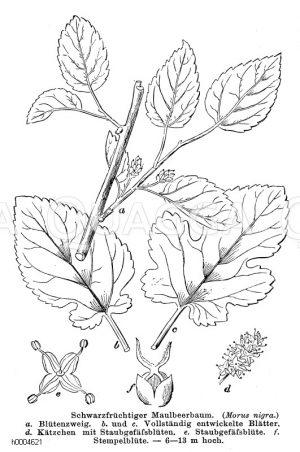 Schwarzfrüchtiger Maulbeerbaum [Digital]