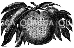 Brotbaum: Frucht [Digital]