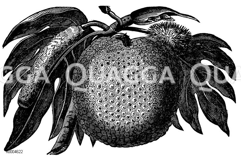 Brotbaum: Frucht [Digital]