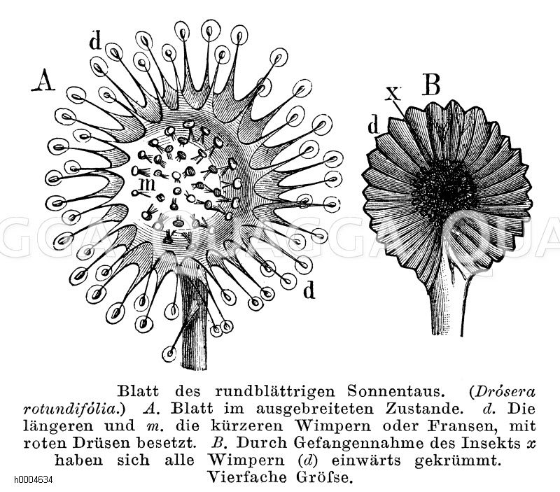 Rundblättriger Sonnentau: Blätter [Digital]