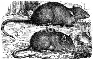 Hausratte und Wanderratte [Digital]