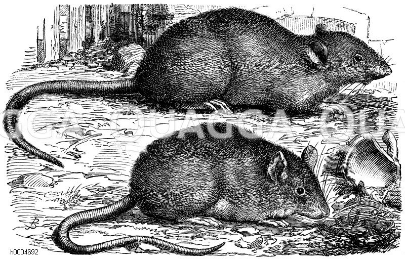 Hausratte und Wanderratte [Digital]