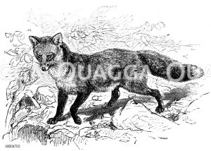 Fuchs [Digital]