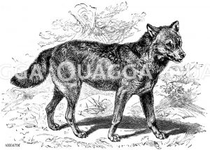 Wolf [Digital]