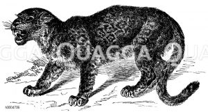 Jaguar [Digital]