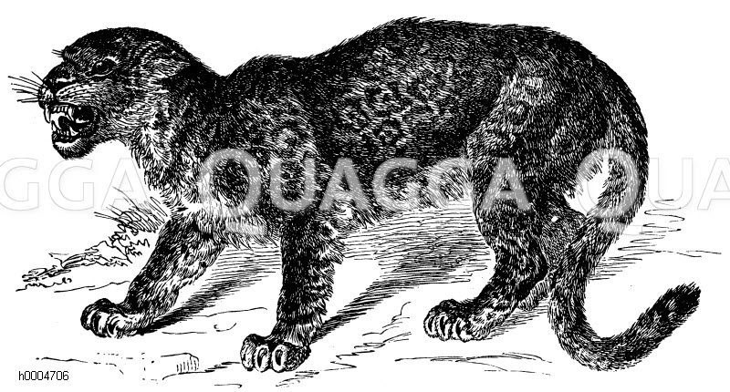 Jaguar [Digital]