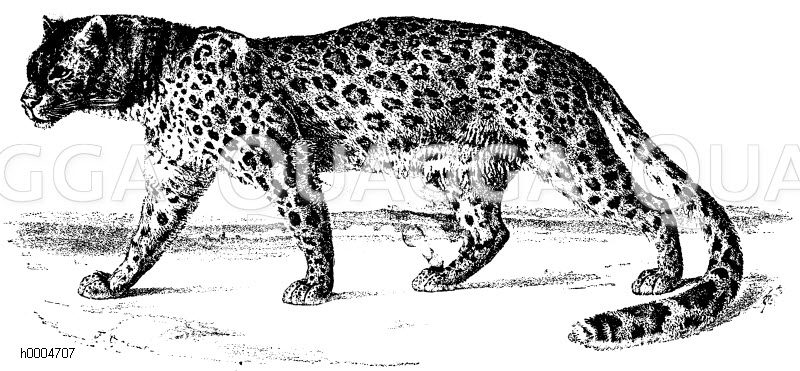 Panther [Digital]