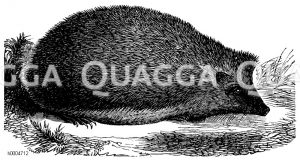Igel [Digital]