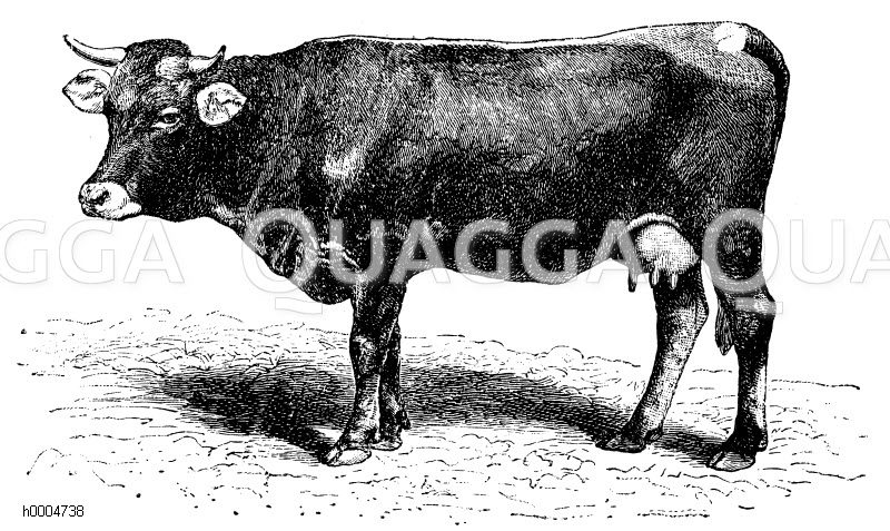 Hausrind, Rasse: Montovoner Kuh aus Vorarlberg [Digital]