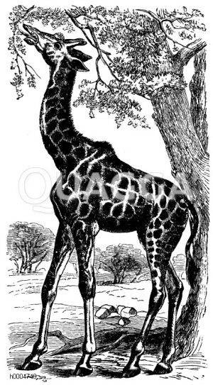 Giraffe [Digital]