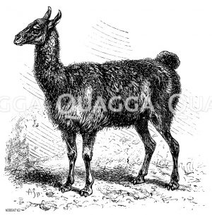 Kamele, Lamas