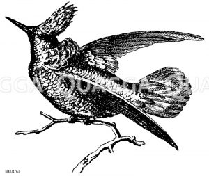 Prächtiger Honigkolibri [Digital]