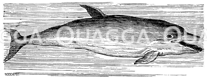 Delfin [Digital]