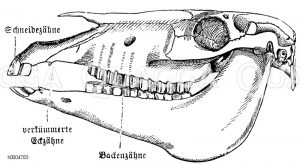 Pferd: Schädel