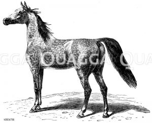 Pferd, Rasse: Arabisches Pferd, Araber [Digital]