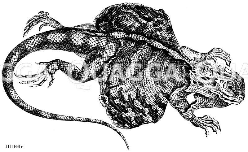 Fliegender Drache [Digital]