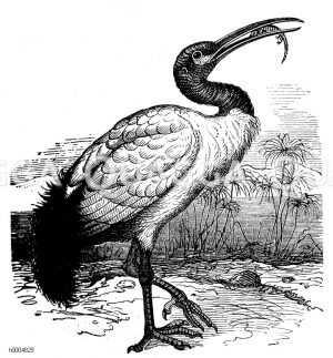Heiliger Ibis