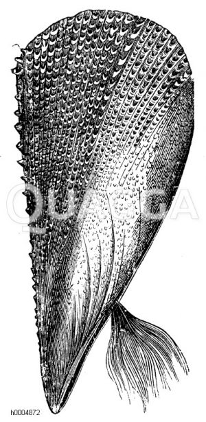 Schuppige Steckmusche, Schinkenmuschel [Digital]