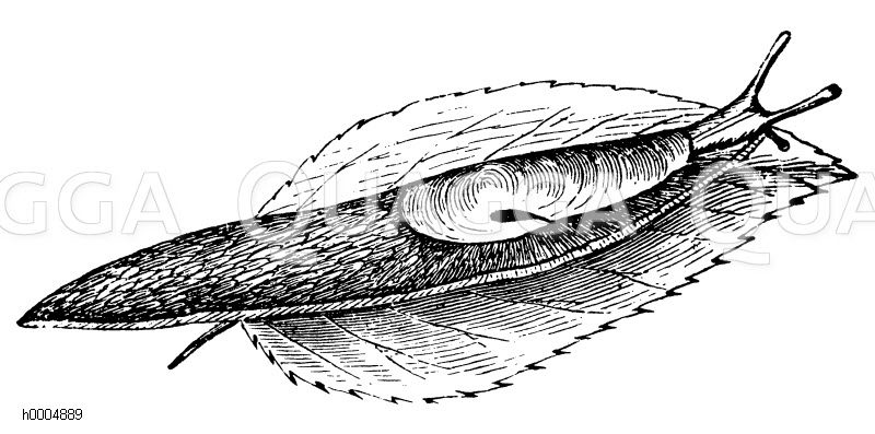 Ackernacktschnecke [Digital]