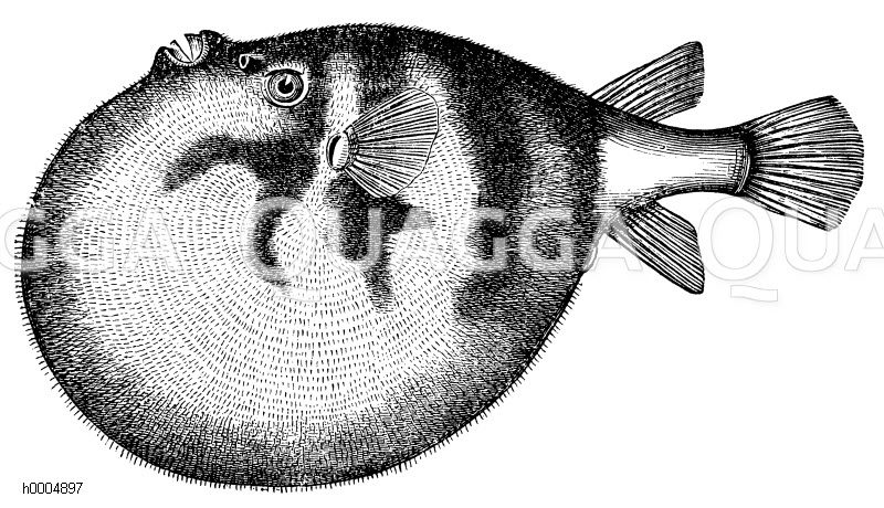 Kugelfisch [Digital]