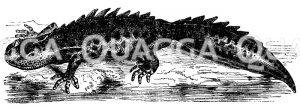 Großer Wassermolch [Digital]
