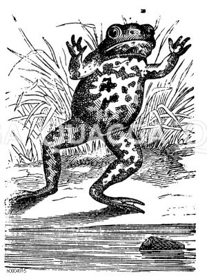 Unke, Feuerkröte [Digital]