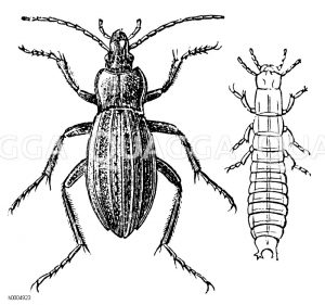 Kupferroter Laufkäfer, rechts Larve [Digital]