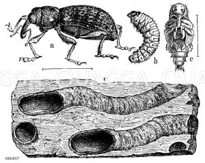Kiefernrüsselkäfer, a Käfer, b Larve, c Puppe, E Gänge [Digital]