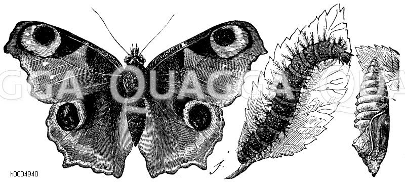 Tagpfauenauge mit Raupe und Puppe [Digital]