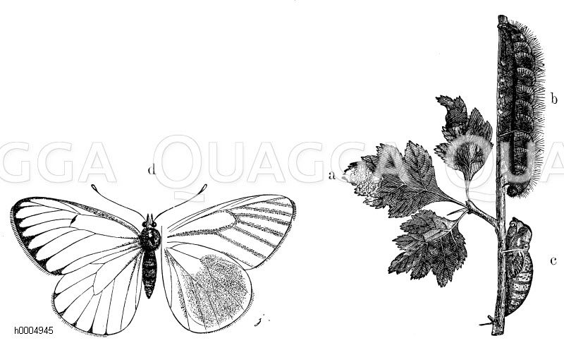 Baumweißling, Heckenweißling, a Eier, b Raupe, c Puppe, d Falter [Digital]
