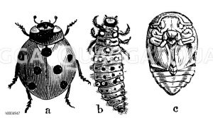 Siebenpunktierter Kugelkäfer, b Larve und c Puppe [Digital]