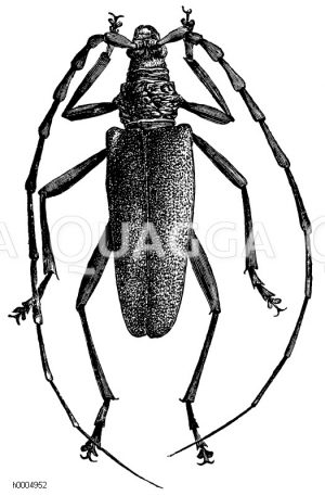 Riesenbock [Digital]