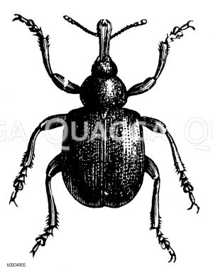 Rebenstecher [Digital]