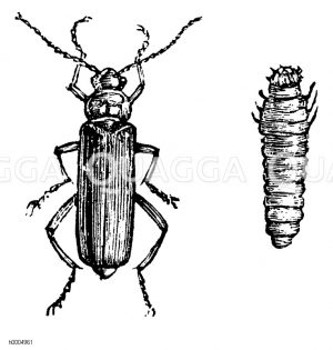 Brauner Schneekäfer, b Larve [Digital]