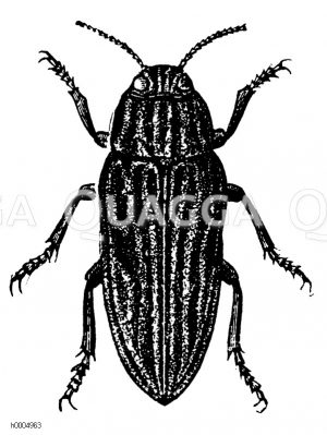 Kiefernprachtkäfer [Digital]