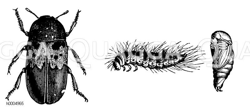 Speckkäfer, Larve und Puppe [Digital]