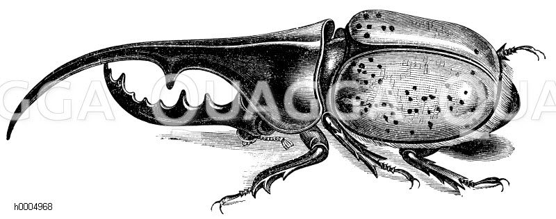 Dynastes hercules, Herkuleskäfer [Digital]