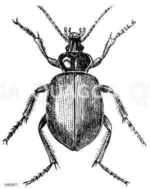 Puppenräuber [Digital]