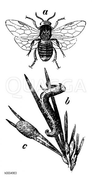 Kiefernblattwespe, Föhrenblattwespe [Digital]