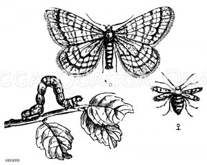 Kleiner Winterspanner, Frostschmetterling, Raupe, Männchen, Weibchen [Digital]