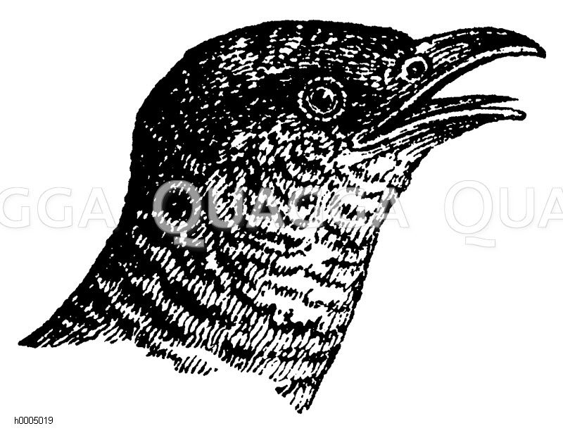 Kuckuck [Digital]