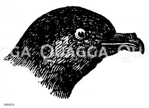 Kleiner Sturmvogel: Kopf [Digital]