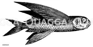 Fliegender Fisch [Digital]