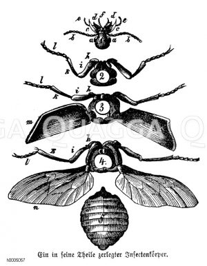 Insektenkörper, zergliedert [Digital]