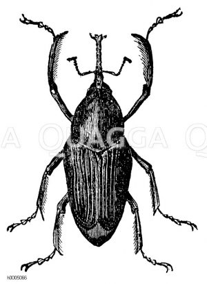 Langfüßiger Rüsselkäfer [Digital]