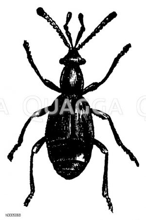 Heises Zwergkäfer [Digital]