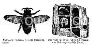 Violette Holzbiene und Nest [Digital]