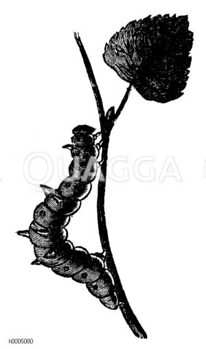 Schmetterlingsspanner: Raupe [Digital]