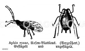 Rosenblattlaus [Digital]