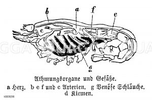 Flusskrebs: Atmungsorgane und Gefäße [Digital]